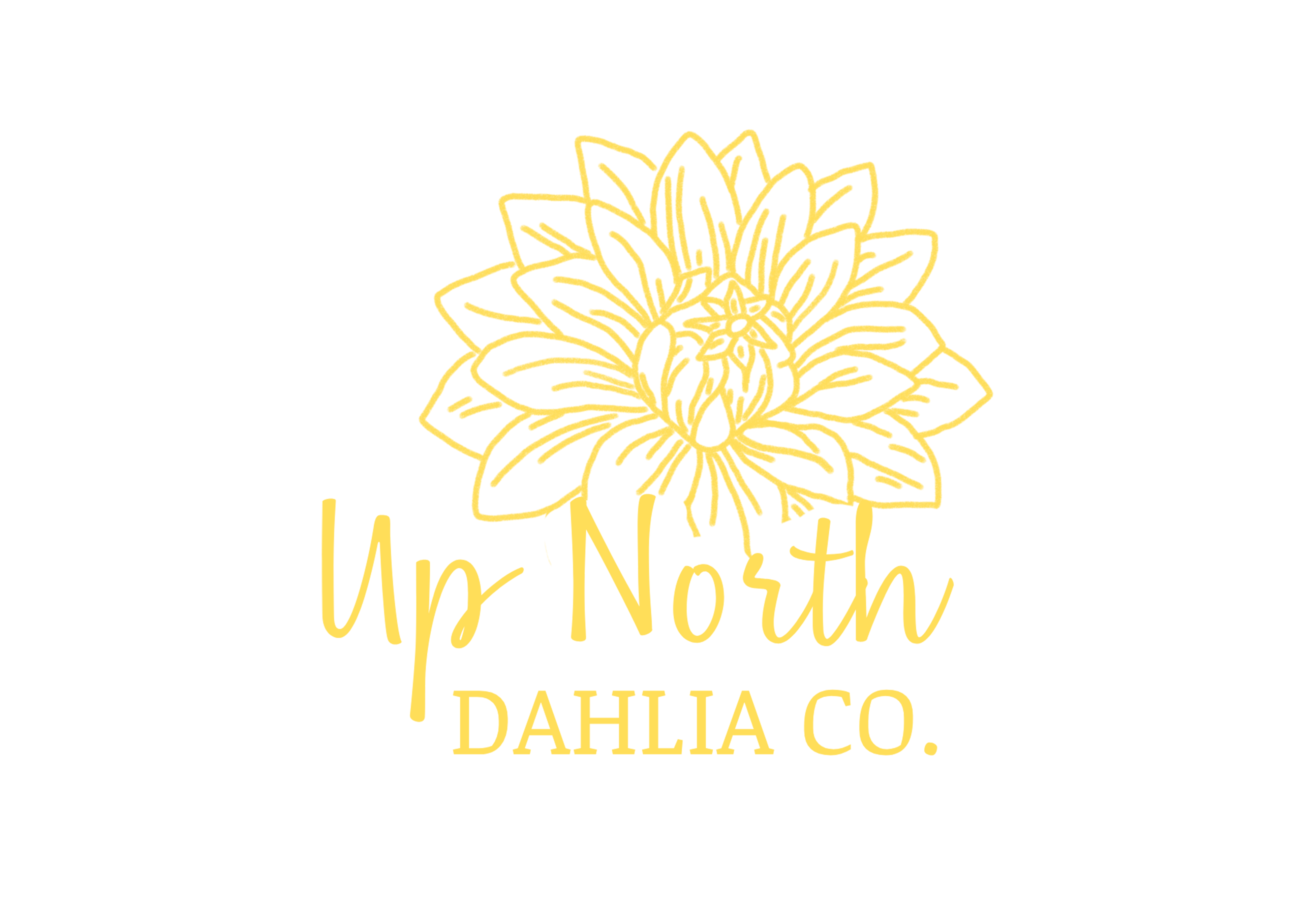 Wild North Dahlia Co